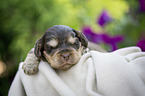 lying English Cocker Spaniel puppy