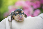 newborn English Cocker Spaniel puppy