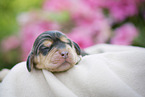 newborn English Cocker Spaniel puppy