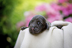 newborn English Cocker Spaniel puppy