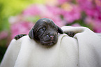 newborn English Cocker Spaniel puppy