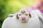 newborn English Cocker Spaniel puppy