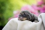 newborn English Cocker Spaniel puppy