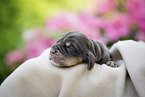 newborn English Cocker Spaniel puppy