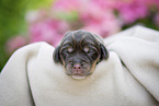 newborn English Cocker Spaniel puppy