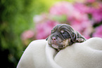 newborn English Cocker Spaniel puppy