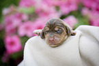 newborn English Cocker Spaniel puppy