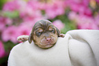 newborn English Cocker Spaniel puppy