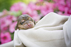 newborn English Cocker Spaniel puppy