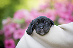 newborn English Cocker Spaniel puppy