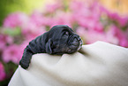 newborn English Cocker Spaniel puppy