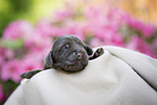 newborn English Cocker Spaniel puppy