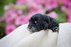 newborn English Cocker Spaniel puppy