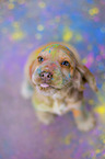 English Cocker Spaniel puppy with holi colours