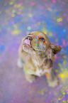 English Cocker Spaniel puppy with holi colours