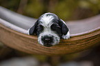 English Cocker Spaniel on palm leaf