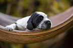 English Cocker Spaniel on palm leaf