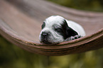 English Cocker Spaniel on palm leaf