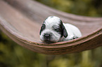 English Cocker Spaniel on palm leaf