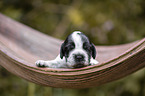 English Cocker Spaniel on palm leaf