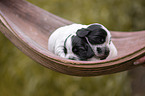 English Cocker Spaniel on palm leaf