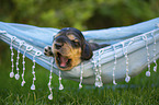 English Cocker Spaniel puppy on hammock