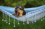 English Cocker Spaniel puppy on hammock