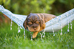 English Cocker Spaniel puppy on hammock
