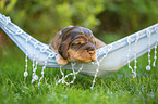 English Cocker Spaniel puppy on hammock