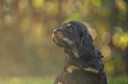 English Cocker Spaniel puppy portrait