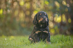 sitting English Cocker Spaniel puppy