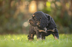 standing English Cocker Spaniel puppy