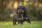 standing English Cocker Spaniel puppy