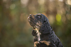 English Cocker Spaniel puppy portrait