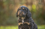 English Cocker Spaniel puppy portrait
