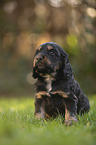 sitting English Cocker Spaniel puppy