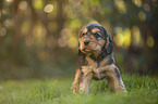 standing English Cocker Spaniel puppy