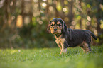 standing English Cocker Spaniel puppy