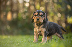 standing English Cocker Spaniel puppy
