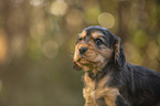 English Cocker Spaniel puppy portrait