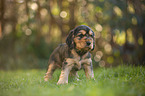 standing English Cocker Spaniel puppy