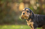 English Cocker Spaniel puppy portrait