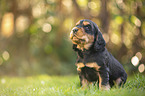 English Cocker Spaniel puppy