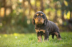 standing English Cocker Spaniel puppy