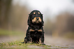 sitting English Cocker Spaniel puppy