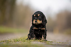 sitting English Cocker Spaniel puppy