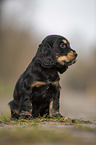 sitting English Cocker Spaniel puppy