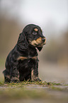 sitting English Cocker Spaniel puppy