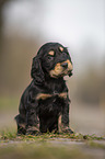 sitting English Cocker Spaniel puppy
