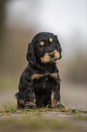 sitting English Cocker Spaniel puppy